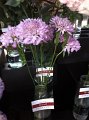 Scabiosa japonica Light Pink